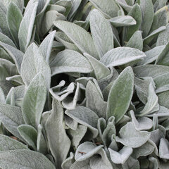 3250302_stachys_silver_carpet_02