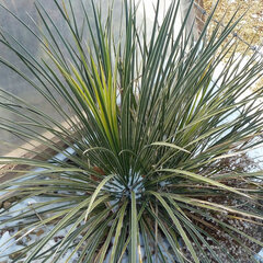 9211483_yucca_glauca_01