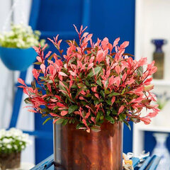 3254121_photinia_little_perfecta_03