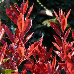 3253764_photinia_perfecta_01