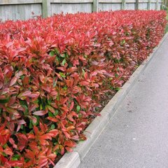 6252037_photinia_red_robin_03