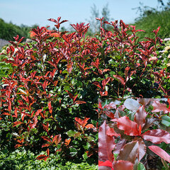 9234059_photinia_vulcano_04