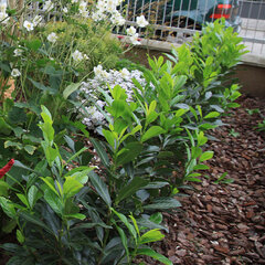 8243664_prunus_elly_05