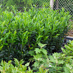 4253664_prunus_elly_04