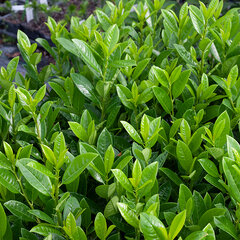 5254122_prunus_greentorch_03