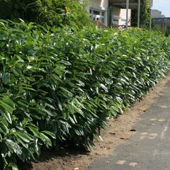 3242533_prunus_herbergii_01