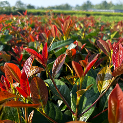 9254860_prunus_on_fire_02