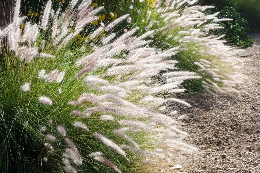 perovec psiarkovitý Pennisetum alopecuroides 'Hameln'