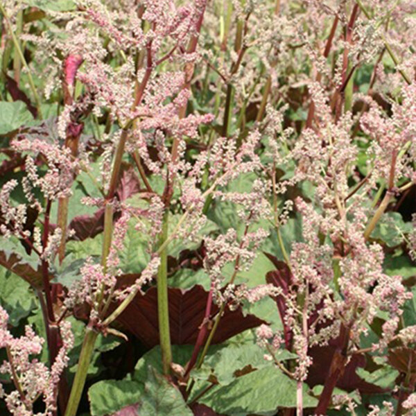 Rheum 'ace of hearts' - rebarbora - 9252465 Rheum 'Ace of Hearts' 02