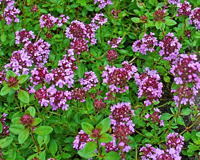 Thymus serpyllum - dúška - Thymus serpyllum