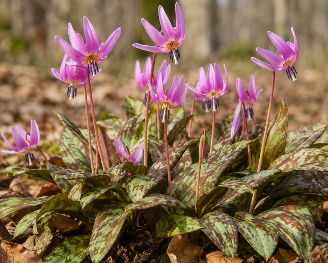 Erythronium 'dens-canis' - kandík 2ks v balení - Erythronium 'Dens-Canis'