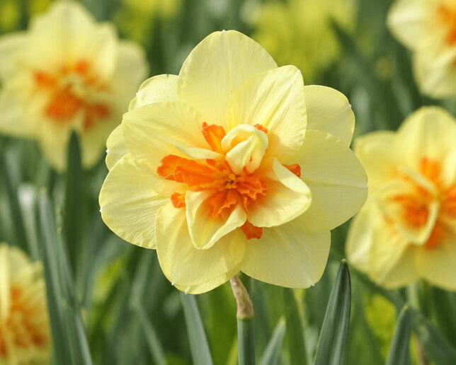 Narcissus 'double fashion' - narcis 5ks v balení - Narcissus 'Double Fashion' 