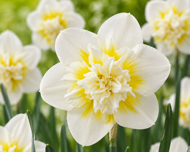 Narcissus 'ice king' - narcis 5ks v balení - Narcissus 'Ice King' 