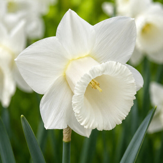 Narcissus 'mount hood' - narcis 5ks v balení - Narcissus 'Mount Hood' 