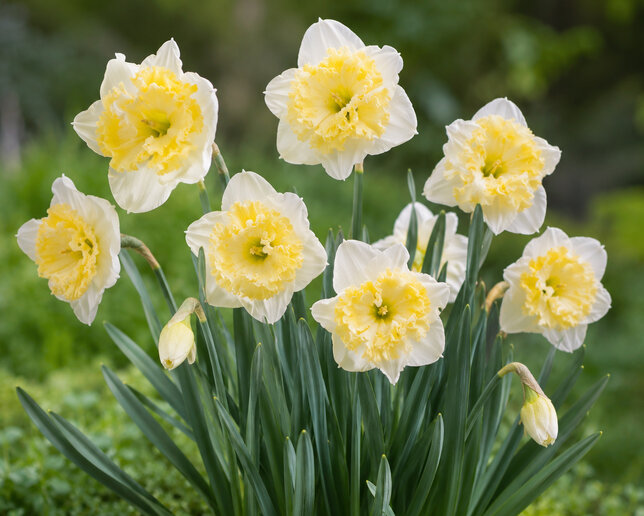 Narcissus 'printal' - narcis 5ks v balení - Narcissus 'Printal'
