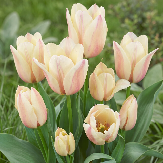 Tulipa 'albion star' - tulipán 5ks v balení - Tulipa 'Albion Star'