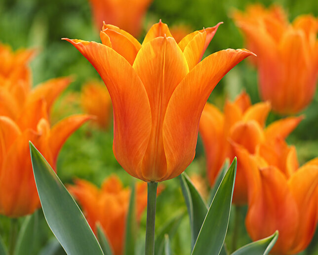 Tulipa 'ballade orange' - 5ks v balení - Tulipa 'Ballade Orange' 