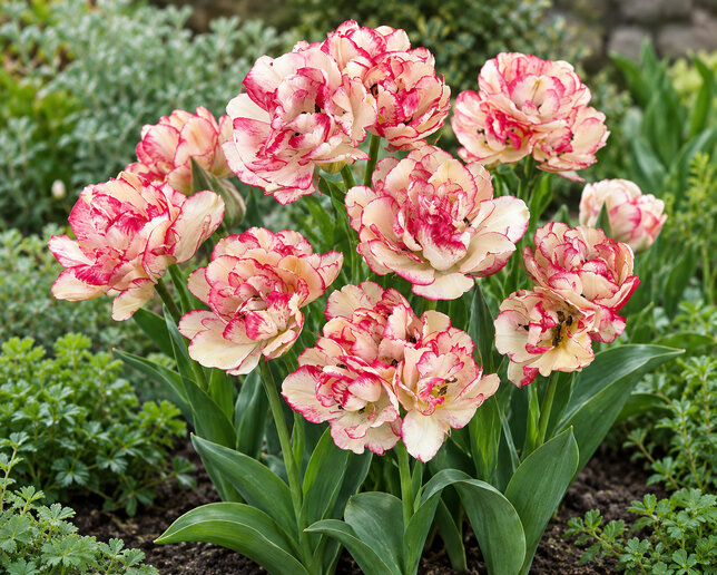 Tulipa 'belicia' 3ks v balení- tulipán - Tulipa 'Belicia' 