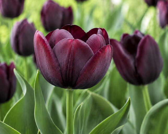 Tulipa 'blackjack' - tulipán 5ks v balení - Tulipa 'Blackjack'