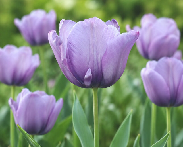 Tulipa 'bleu aimable' - tulipán 5ks v balení - Tulipa 'Blue Aimable'