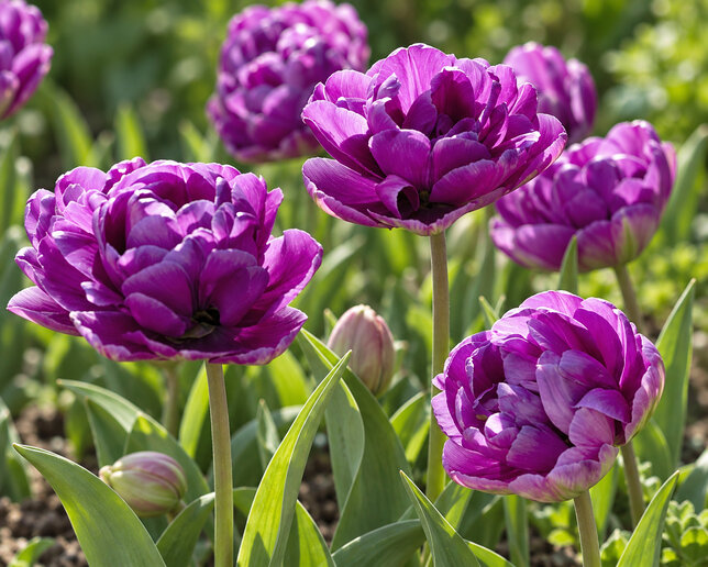 Tulipa 'blue wow' 3ks v balení - tulipán - Tulipa 'Blue Wow'