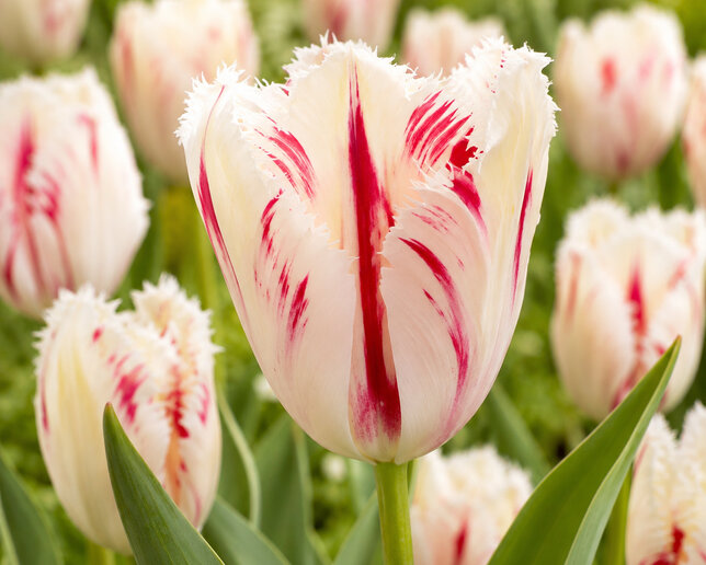 Tulipa 'carrousel' - tulipán 5ks v balení - Tulipa ‘Carrousel’