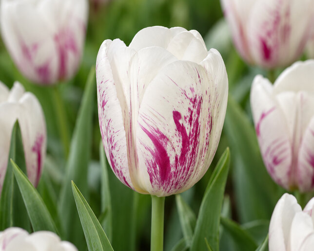 Tulipa 'di di' - tulipán 5ks v balení - Tulipa 'Di Di' 