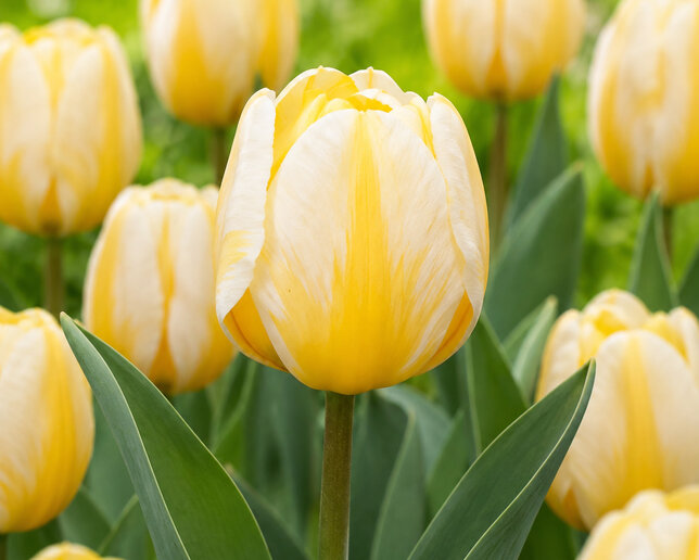 Tulipa 'jaap groot' - tulipán 5ks v balení - Tulipa 'Jaap Groot' 