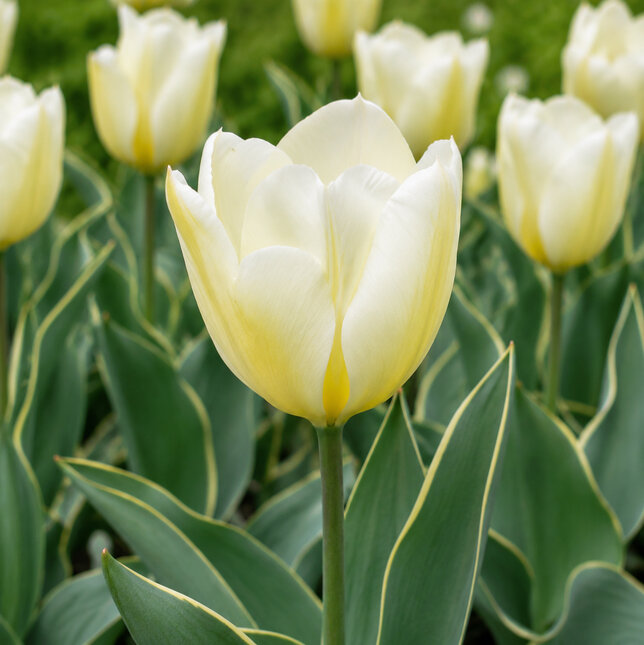Tulipa 'purissima design' 5ks v balení - Tulipa 'Purissima Design'