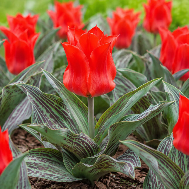Tulipa 'red ' - tulipán 5ks v balení (kópia) - Tulipa 'Red Riding Hood'
