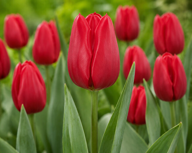 Tulipa 'ruby prince' - tulipán 5ks v balení - Tulipa 'Ruby Prince' 