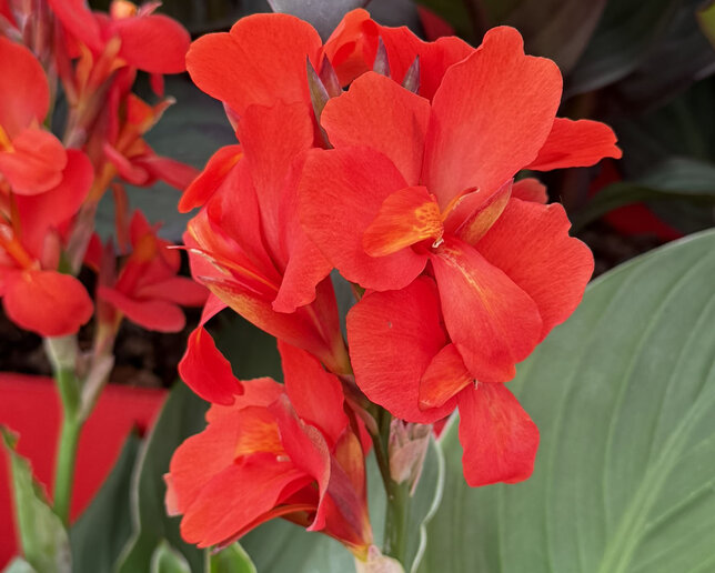 Canna 'orange' - kana k2l - Canna 'Orange'