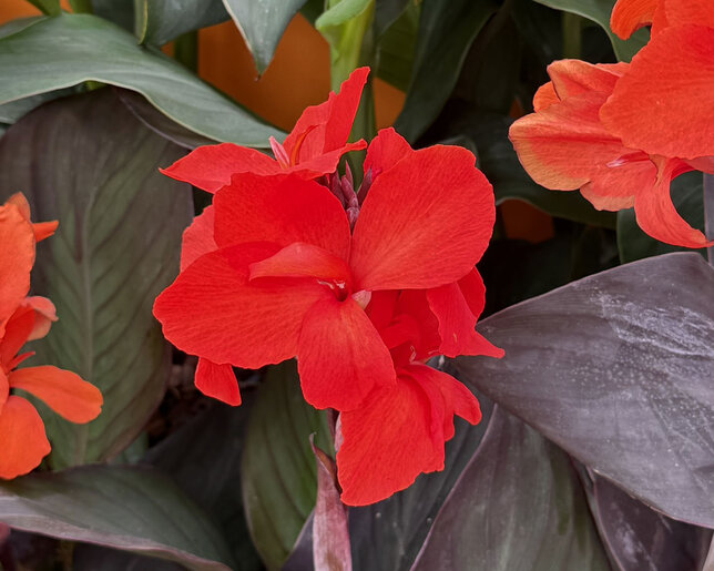 Canna 'red' - kana k2l - Canna 'Red'