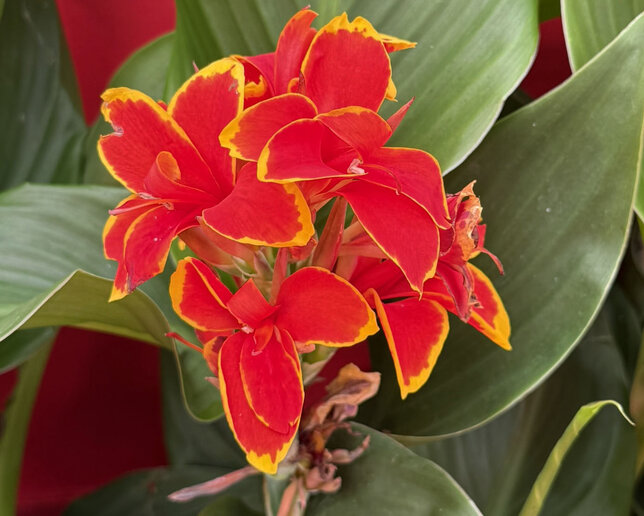 Canna 'red yellow flame' - kana k2l - Canna 'Red Yellow Flame'