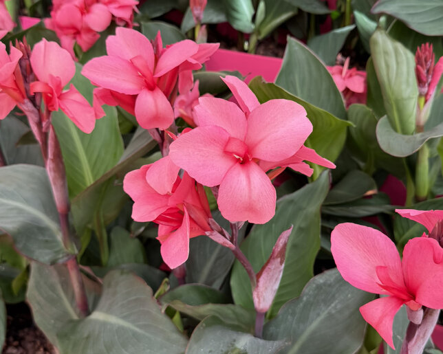 Canna 'rose' - kana k2l - Canna 'Rose'
