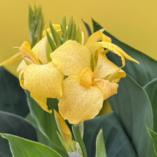 Canna 'yellow' - kana k2l - Canna 'Yellow'