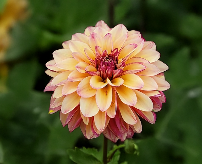 Dahlia 'gitt's crazy' - dália vk - Dahlia Gitt's Crazy 1