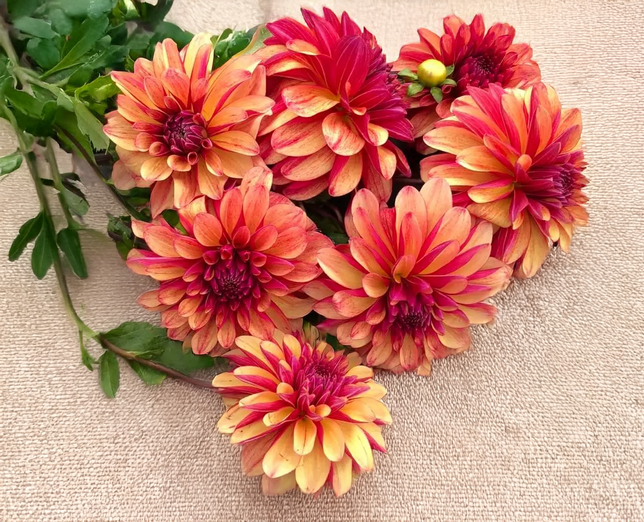 Dahlia 'gitt's crazy' - dália vk - Dahlia Gitt's Crazy 3