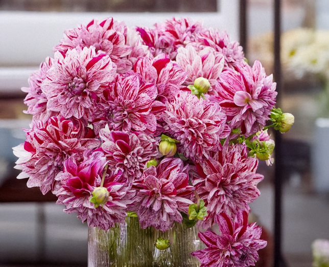 Dahlia 'ida mae' - dália vk - Dahlia Ida Mae 2