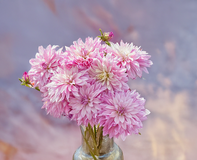 Dahlia 'labyrinth twotone' - dália vk - Dahlia Labyrinth Twotone 2