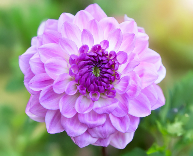 Dahlia 'mediterranee' - dália vk - Dahlia Mediterranee 1