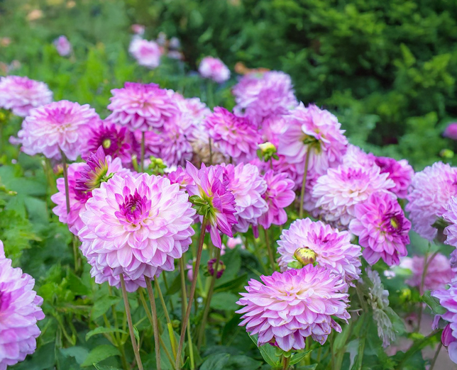Dahlia 'mediterranee' - dália vk - Dahlia Mediterranee 2