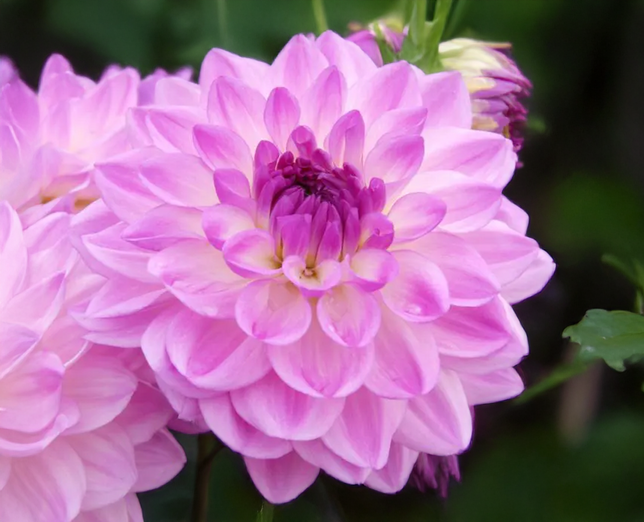 Dahlia 'mediterranee' - dália vk - Dahlia Mediterranee 3