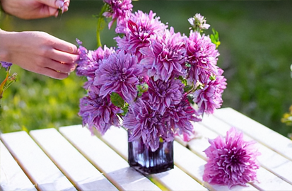 Dahlia 'nikolas tesla' - dália vk - Dahlia 'Nikolas Tesla' - dália VK 1