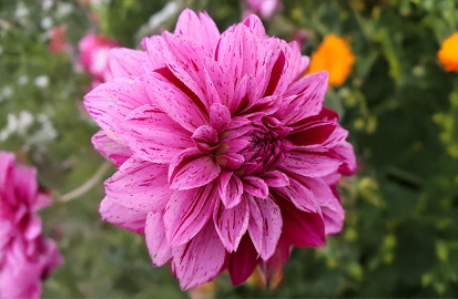 Dahlia 'nikolas tesla' - dália vk - Dahlia 'Nikolas Tesla' - dália VK 2