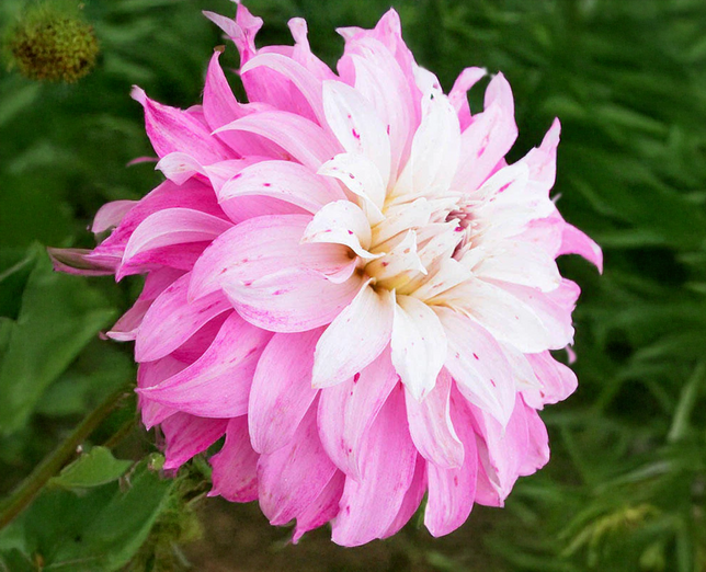 Dahlia 'pink petticoat' - dália vk - Dahlia Pink Petticoat 1
