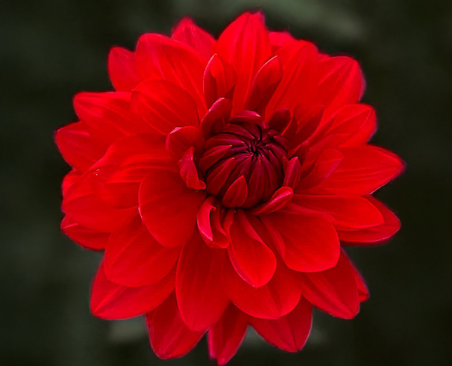 Dahlia 'r mona' - dália vk - Dahlia R Mona 1