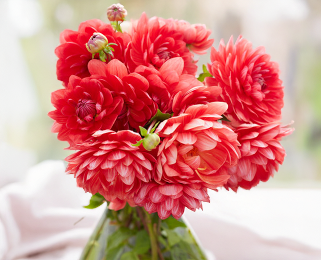 Dahlia 'r mona' - dália vk - Dahlia R Mona 2