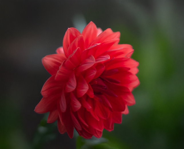 Dahlia 'r mona' - dália vk - Dahlia R Mona 3