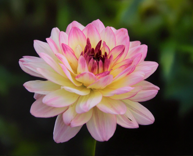 Dahlia 'zingaro' - dália vk - Dahlia Zingaro 1